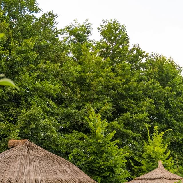 Deluxe Bungalov Lake View Sapanca konaklama